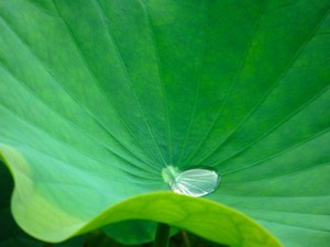 Green leaf rain drop