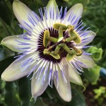 victorious passionflower